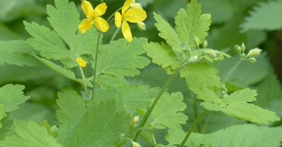 Stinkende gouwe